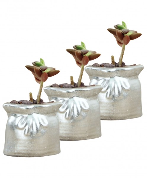 Mini Çiçek Saksı Küçük Sukulent Gümüş Kaktüs Saksısı 3lü Set Kese Model